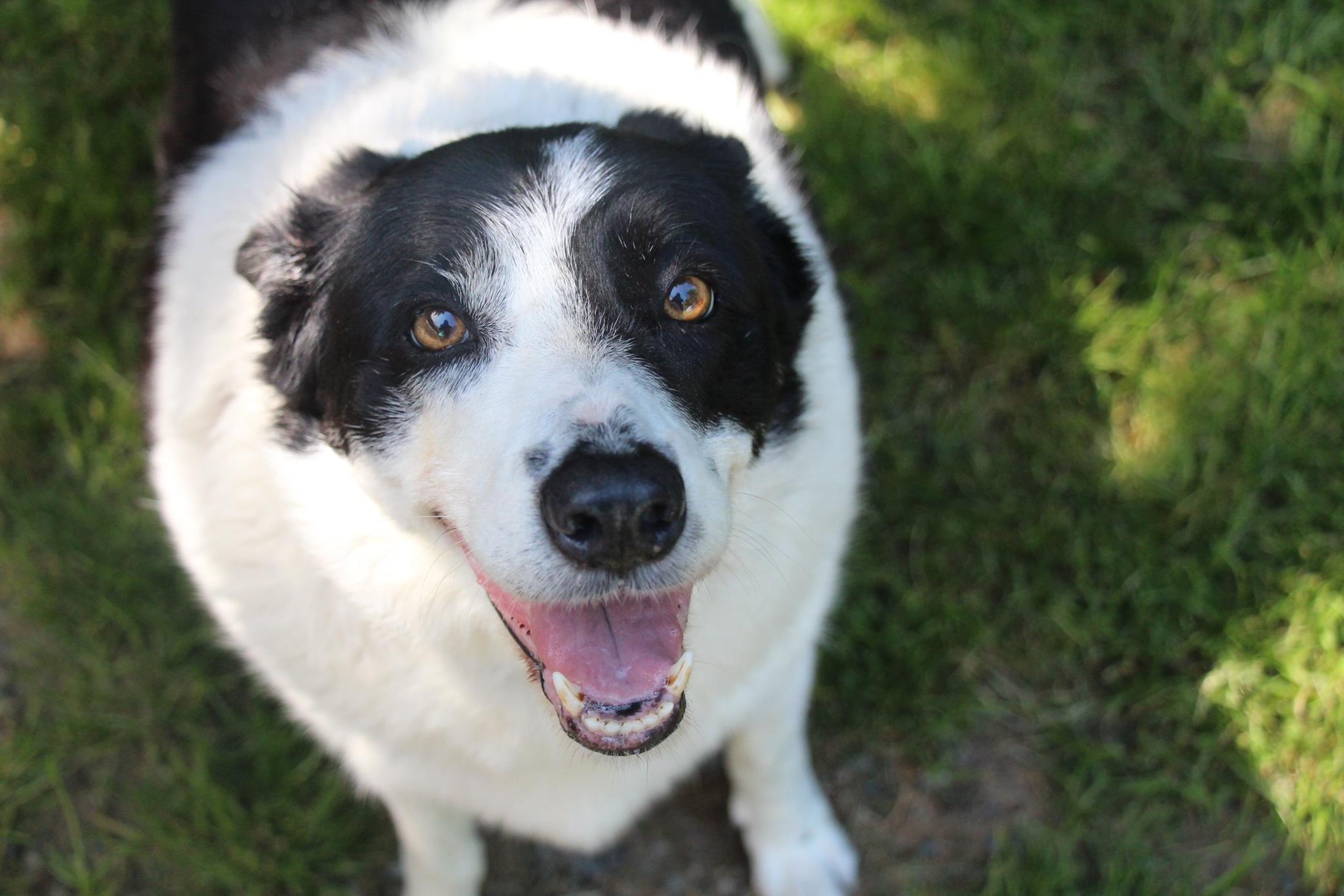 dog boarding peninsula