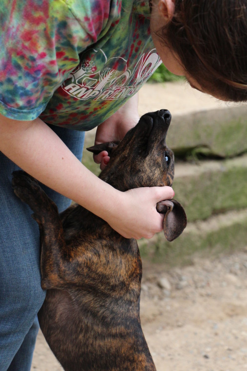 Dog Boarding in Gig Harbor and Olalla Peninsula Pet Lodges