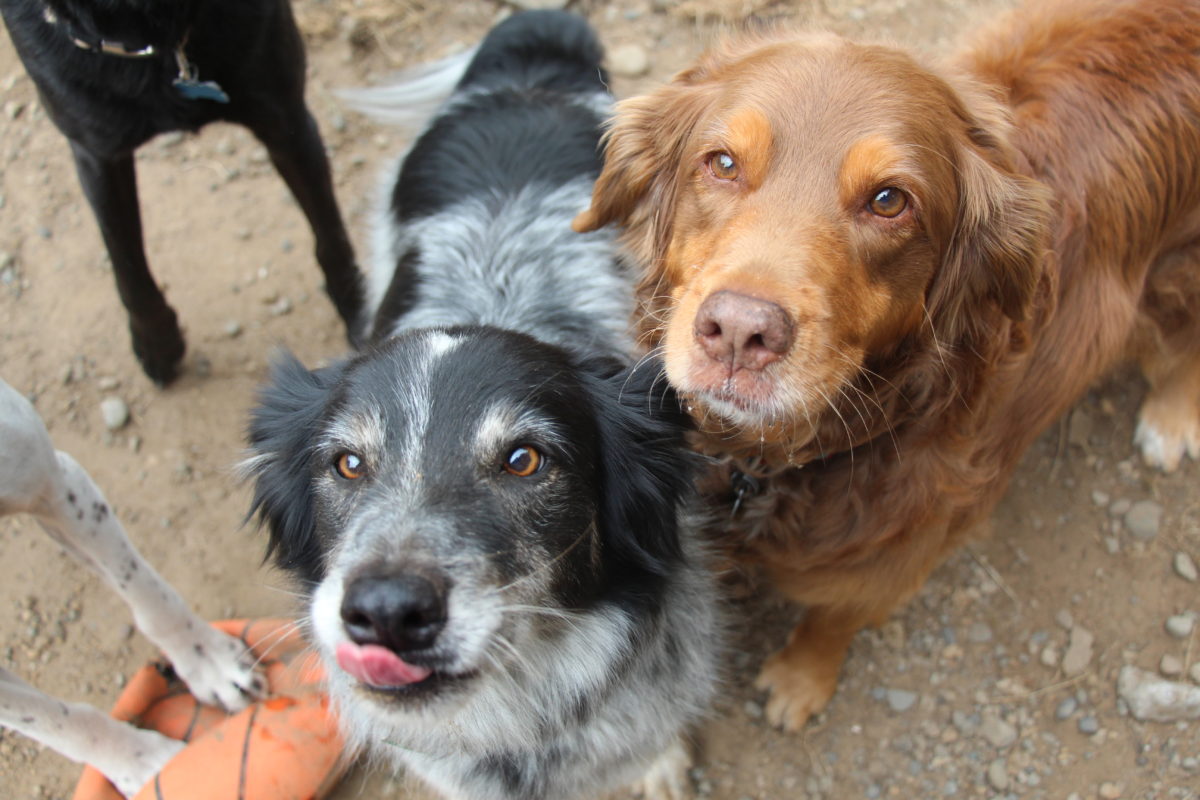 Dog Boarding in Gig Harbor and Olalla Peninsula Pet Lodges