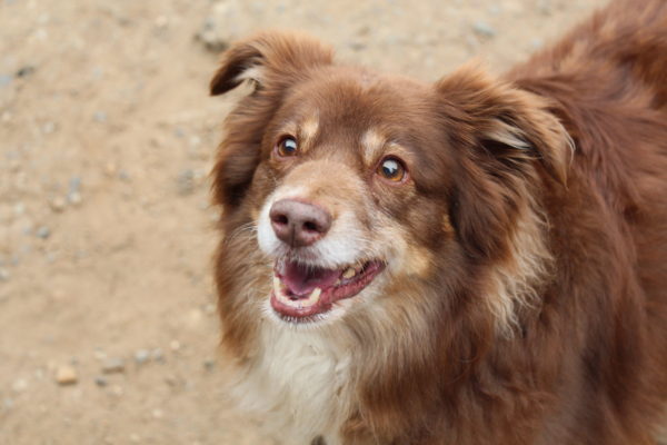 gig-harbor-dogs-165