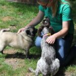 Staff playing with dogs