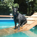Dog sitting poolside