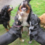 Group of dogs playing