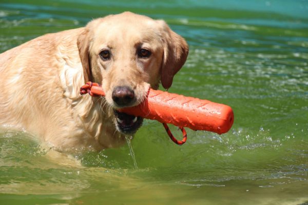 Dog in the pool