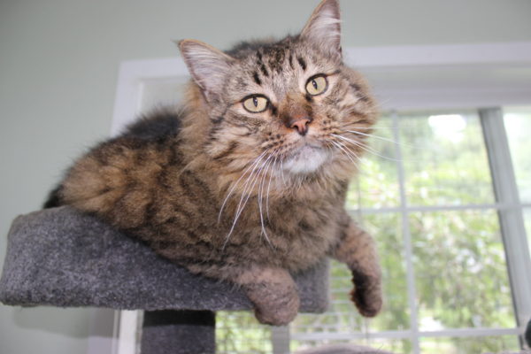 cat-boarding-image-1 Cat laying in a cat tree