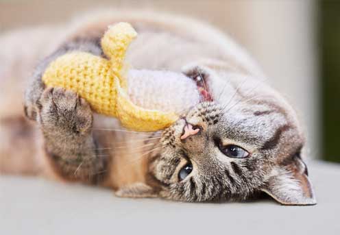 Cat playing with a toy banana