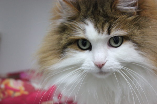 Long haired cat