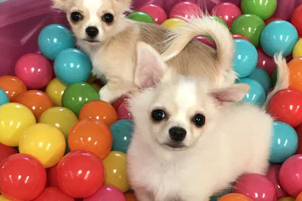 Dogs in a ball pit