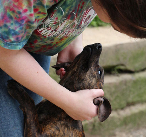 Staff petting a dog