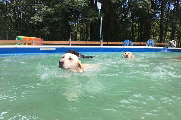 Two dogs swimming in the pool