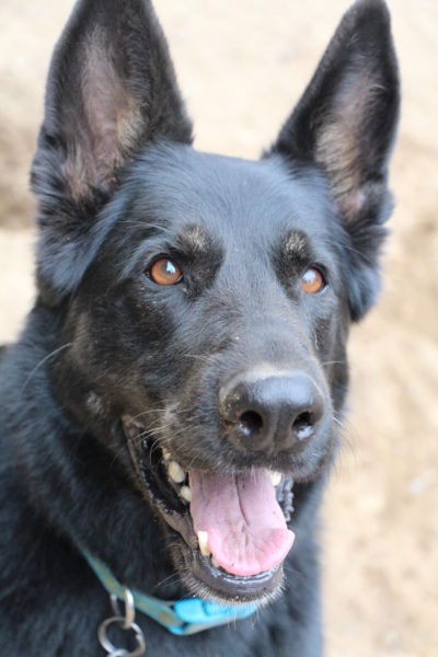 Black dog smiling