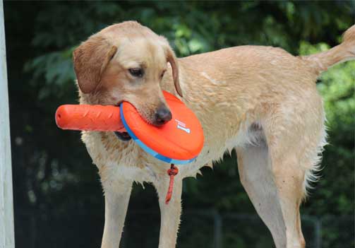 Dog playing with water toys