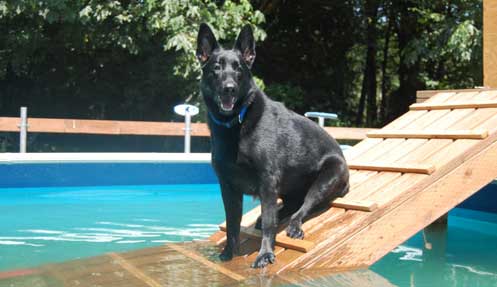 Dog sitting by the pool