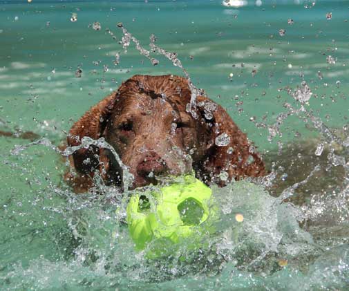 Dog getting a ball in the pool