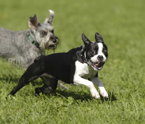 Two dogs running in the grass