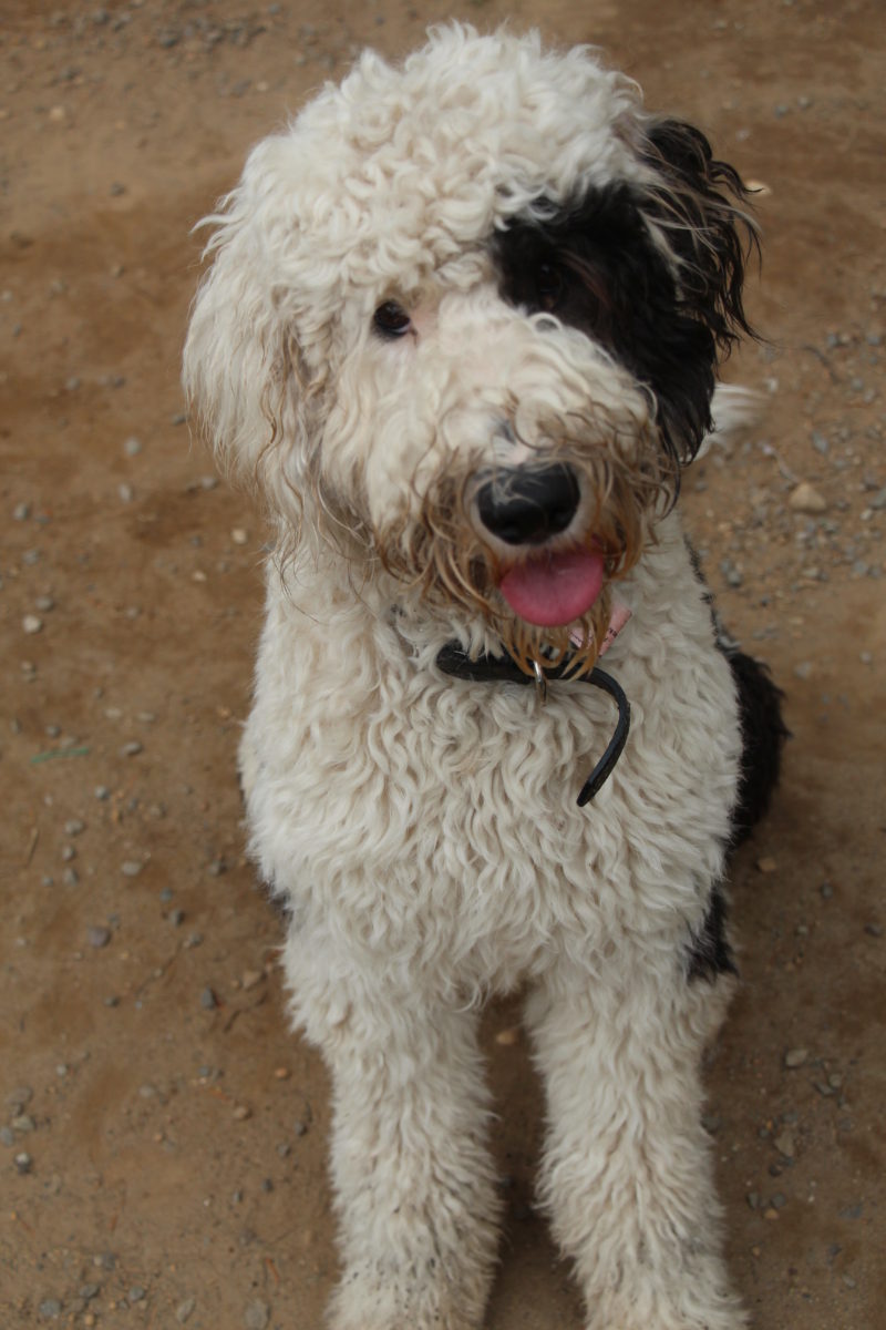 Black and white dog