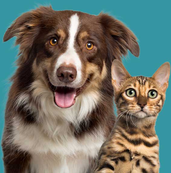 Happy dog and cat