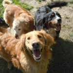 Group of smiling dogs