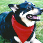Dog in a red bandana