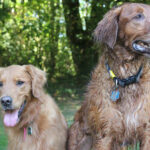 Two golden retrievers