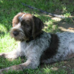 Dog laying in the grass