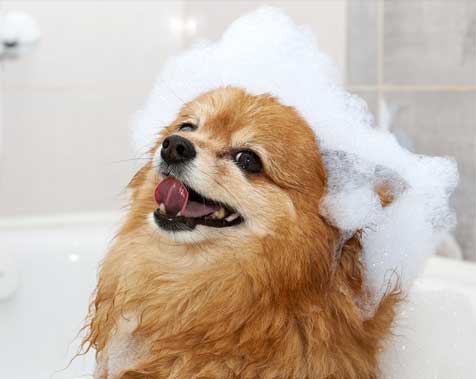 Small dog getting a bath