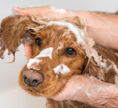 Dog getting a bath