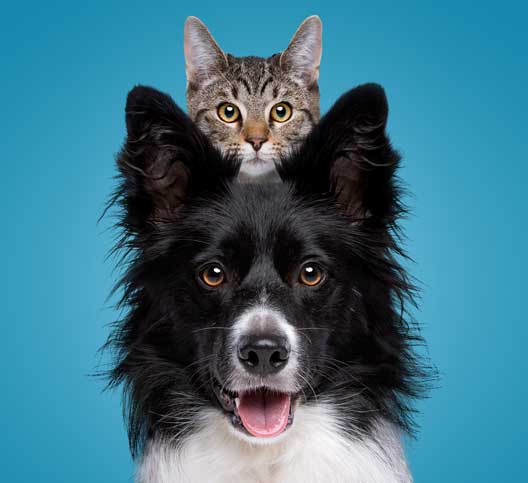 Dog with a cat on its head