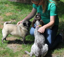 Staff petting two dogs