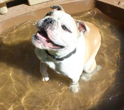 Bulldog in the water