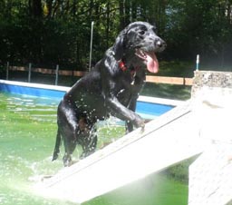 Dog coming out of the pool