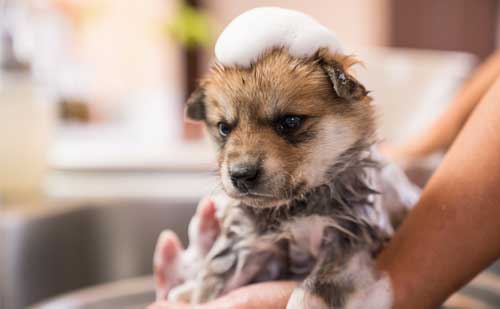 Puppy getting a bath