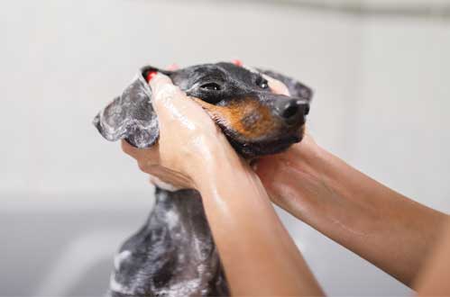 Dachshund getting a bath